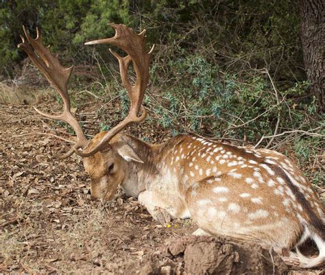 Guided Fallow Deer Hunts In Texas Texas Fallow Deer Hunting