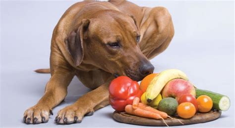 Las Frutas Que Benefician La Alimentación De Tu Perro — Fmdos