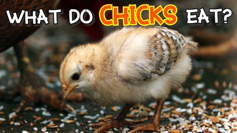 What Do Chicks Eat What To Feed Chicks Chick Feed Chick Food Homemade YouTube