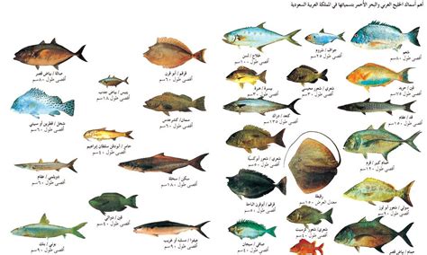 أنواع الصيد البحري