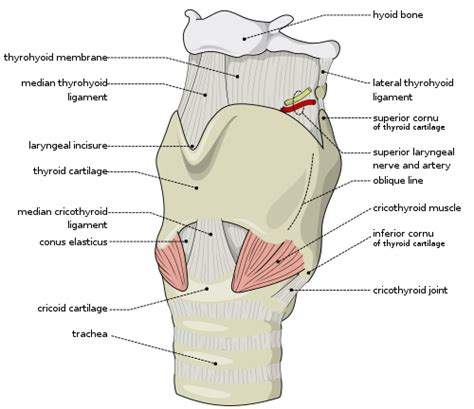 Cricothyroid Ligament Detailed Pedia