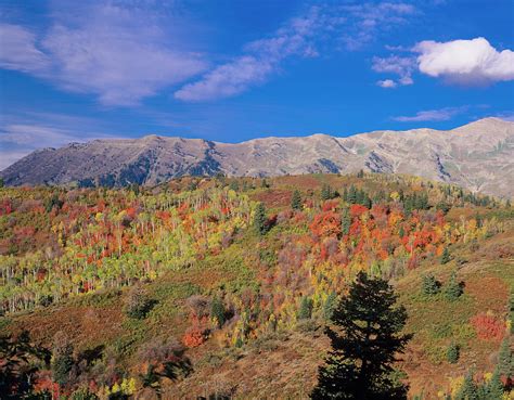 Mount Nebo Fall Mount Nebo Scenic Photograph By Howie Garber Pixels