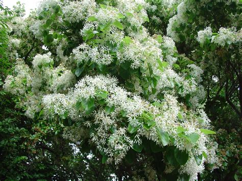 Chinese Fringetree Gains In Popularity And Availability What Grows