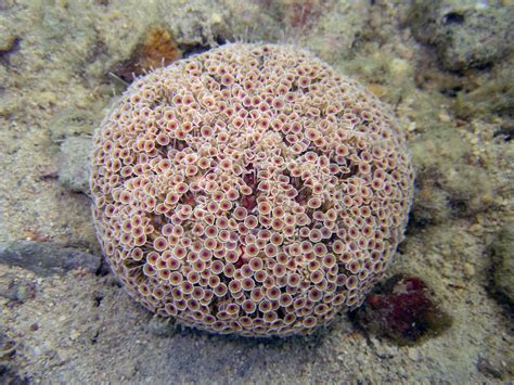 Ocean Dwellers Urchin Sea And Ocean Arsenal Creatures Spines
