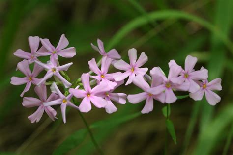 Creeping phlox (phlox subulata) is a perennial ground cover prized for its masses of spring blooms. Native Florida Wildflowers: Smooth Phlox - Phlox glaberrima
