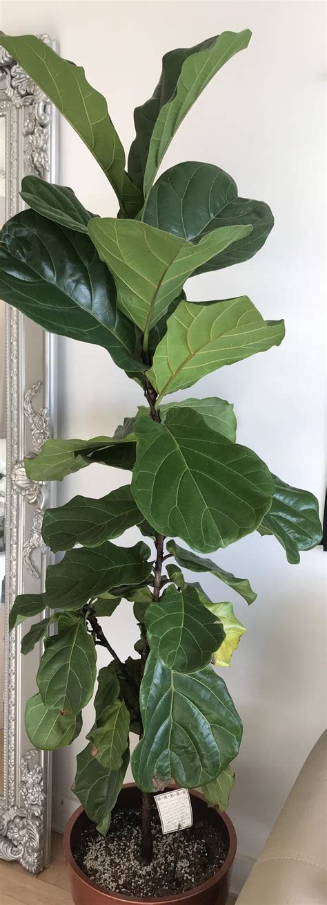 I added two fiddle leaf fig trees in our dining room! Ask a Question forum: Fiddle leaf fig tree leaves turning ...