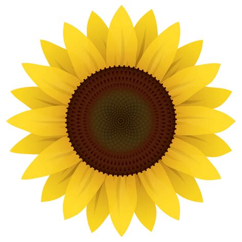 Sunflower Icon - Cartoon Sunflower PNG | Sunflower drawing, Sunflower images, Sunflower clipart