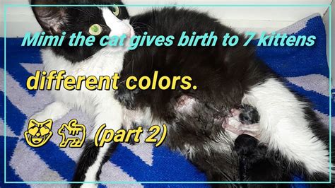 Mimi The Cat Gives Birth To 7 Kittens Of Different Colors Rescue Homeless Cats💖😻🐈 Part 2 Youtube