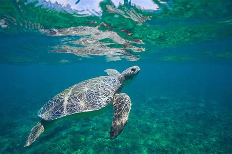 Flatback Turtle Queensland Trust For Nature