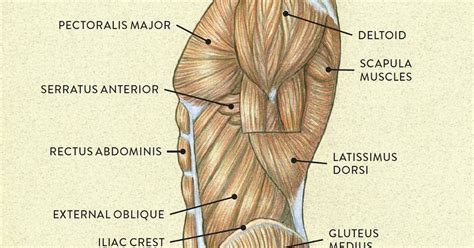 Torso Muscles Anatomy Human Anatomy Chest Torso Muscle Intestine Low