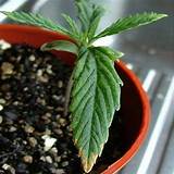 Marijuana Root Growth Pictures