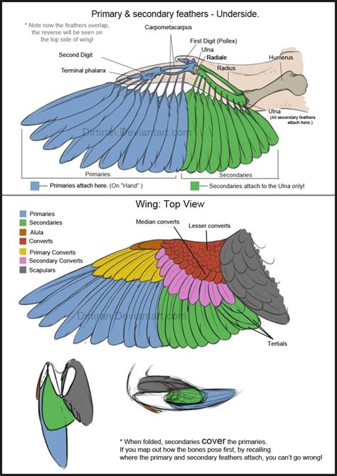 Bird Wing Anatomy Wings Drawing Wing Anatomy Feather Anatomy