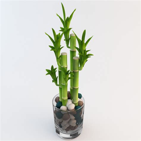 In the wild, lucky bamboo grows on the floor of the rainforest in the shade of larger trees and plants so it is not a light lover. Chinese Lucky Bamboo - Stabroek News