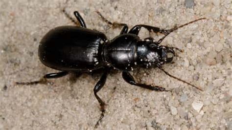 Wir hatten einen befall mit kugelkäfer in unserem mietshaus. Schwarze Käfer im Keller | Wochenblatt für Landwirtschaft ...
