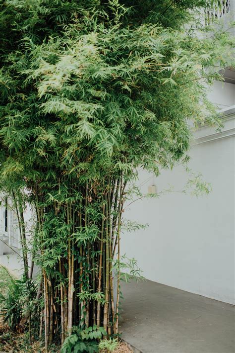 Bamboo Tree Photo Free Bamboo Image On Unsplash