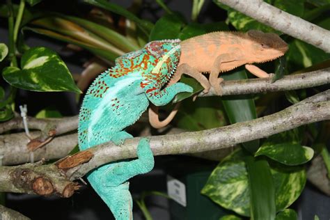 Panther Chameleon Breeding - Mating | Much Ado About Chameleons