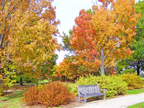 Download free tree photos and use any clip art,coloring,png graphics in your website, document or presentation. Autumn Trees And Bench In A Park Free Stock Photo - Public ...