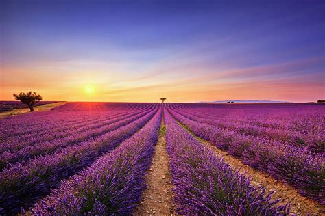 Lavender And Lonely Trees Uphill On Sunset Provence France Photograph