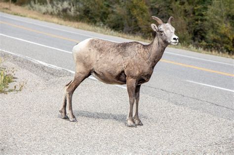 Mountain Goatcanadian Rockiesjaspergoatmountain Free Image From