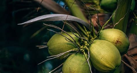 Coconut Facts 15 Interesting Facts About Coconuts Kickassfacts