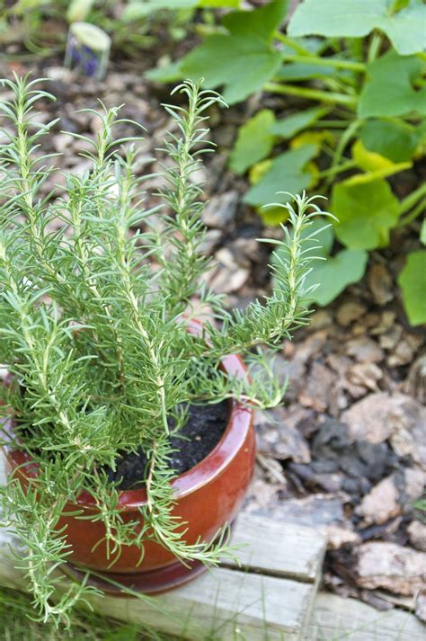 Everything You Need To Know About Growing Rosemary