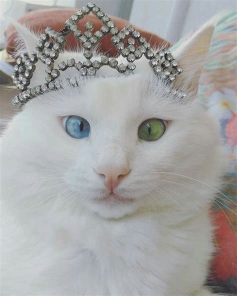 Princess Kitty Fancy Cats Princess Kitty Cute Little Animals