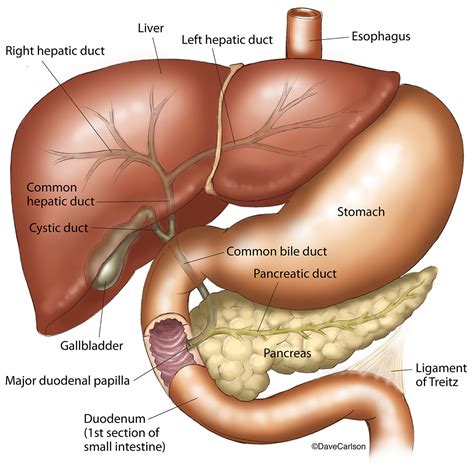 Gallbladder Duct Anatomy Of The Pancreas Liver Duodenum And Stomach Images Sexiz Pix