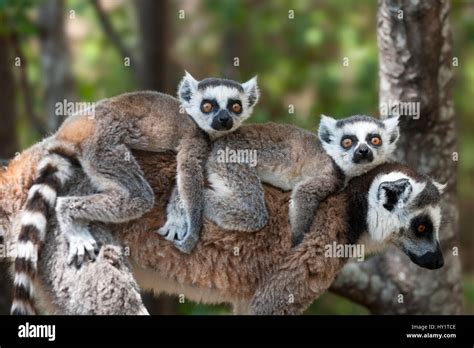 Lemur Laying Down Hi Res Stock Photography And Images Alamy