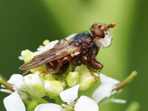 Myopa Testacea East Mendip Way Wells Somerset Paul Leyland Flickr