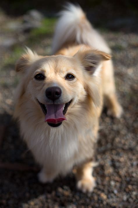Find pomeranian puppies for sale and dogs for adoption. Shelter Dogs of Portland: "GOLDEN NUGGET" cute young ...