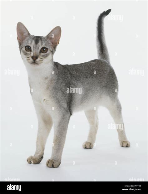 Black Silver Abyssinian Cat Felis Catus Standing With Raised Tail