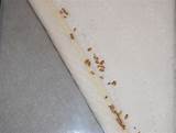Bed bug bites may lead to skin changes ranging from small areas of redness to prominent blisters. Bed Bugs | Informational Guide to Bed Bugs | Purdue ...