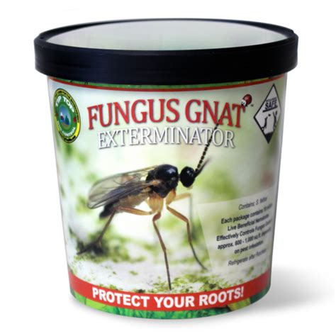 Best Pesticide For Fungus Gnats Pest Phobia