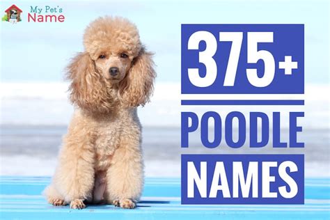 375 Poodle Names Oodles And Oodles Of Names For Poodles