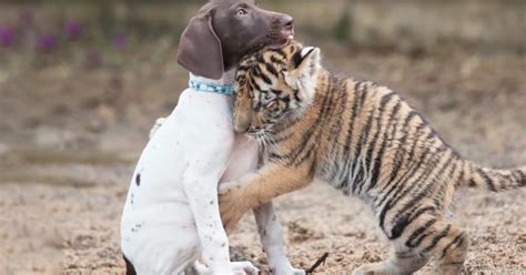 Friendly Tiger Cub Rejected By Mother Finds Friend In Precious Puppy