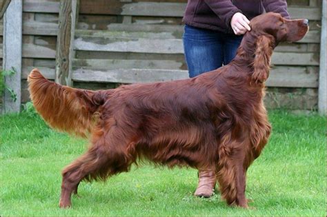 UK Kennel Club says tests show Irish Setter was poisoned after dog show in Belgium - New York ...