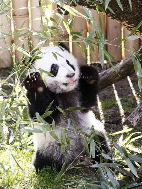 Compilation Of Best Panda Photos 2011 Information Hub Of Besties