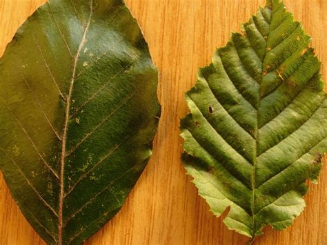 Dr M Talks British Tree Identification Beech And Hornbeam Tree