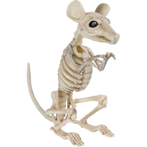Animal Skeleton Ubicaciondepersonascdmxgobmx