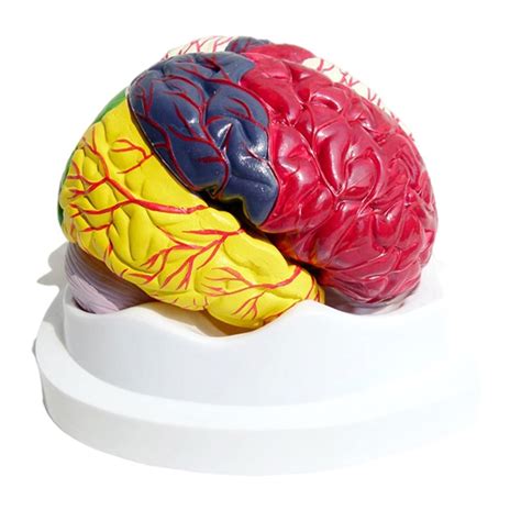 Buy Human Brain Anatomical Model 9 Part Model Of Brain Life Size With