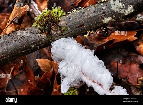 Rotten Branches High Resolution Stock Photography And Images Alamy