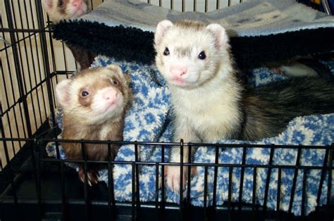 Ferret Rice Game Loads Of Fun Toys That Ferrets Love