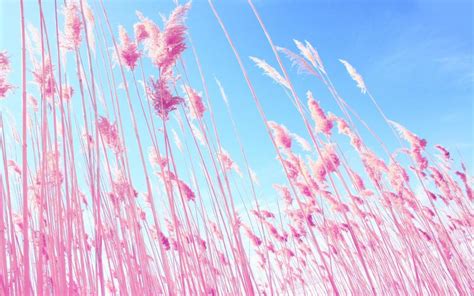 Pink Grass Wallpaper Colorful Wallpaper Better