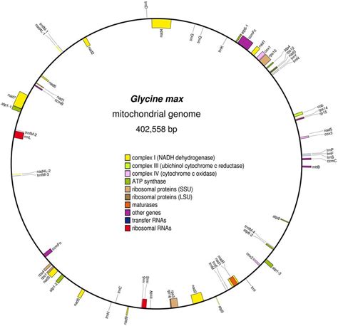 The Circular Map Of The Mitochondrial Genome Of G Max Features On The