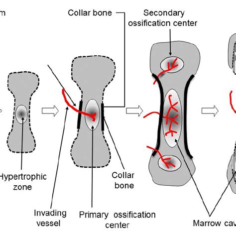 Periosteum A Schematic Illustration Of The Periosteum During