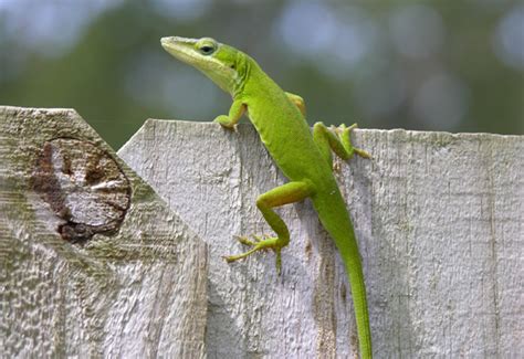 Green Anole Institute Of Food And Agricultural Sciences University