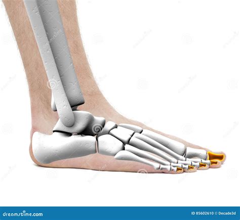 Phalanges Distales Mâle D anatomie Photo De Studio D isolement Sur