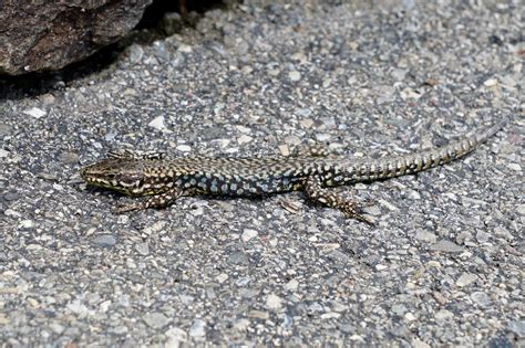 Eidechsen sind vertreter der reptilien. Kostenlose foto : Sonne, Tierwelt, Fauna, Eidechse ...