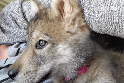 Tawny Wolf Hybrid Puppy For Sale Near Sacramento California 9fa8350a21