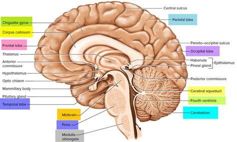 Human Brain Anatomy And Function Cerebrum Brainstem